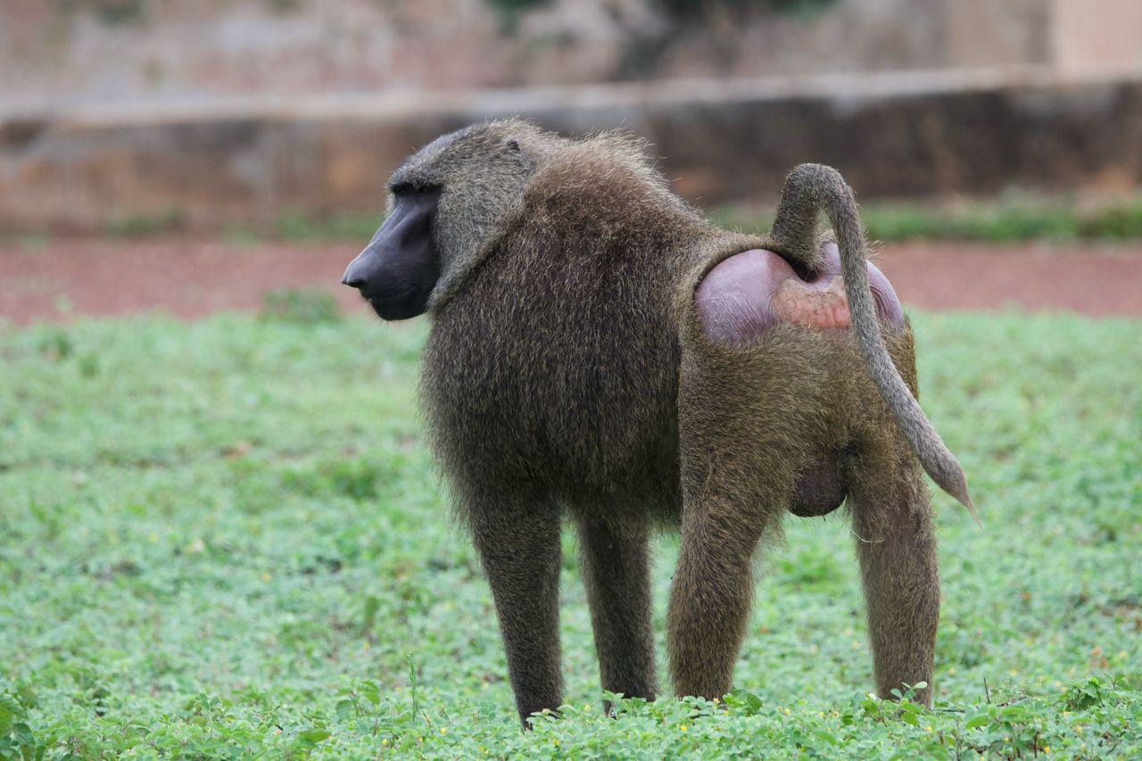 Tour in Ghana Gallery Image 16